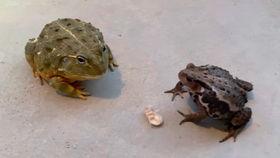 蜜蜂吃瓜娱乐,揭秘甜蜜背后的趣味世界